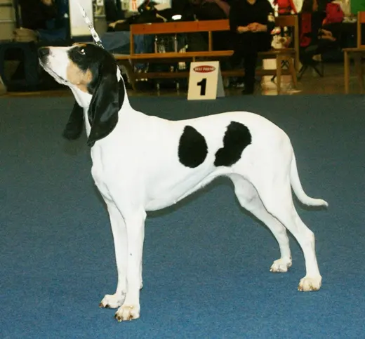 Chien courant bernois