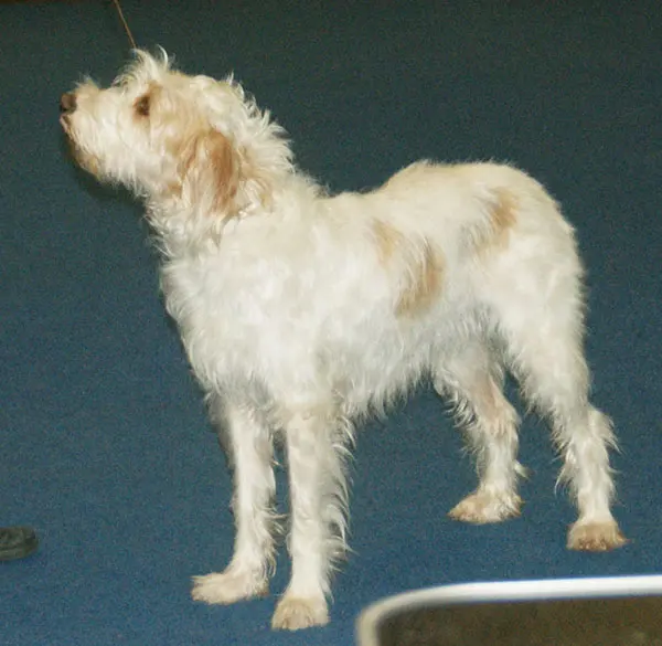 Chien courant d'Istrie à poil dur