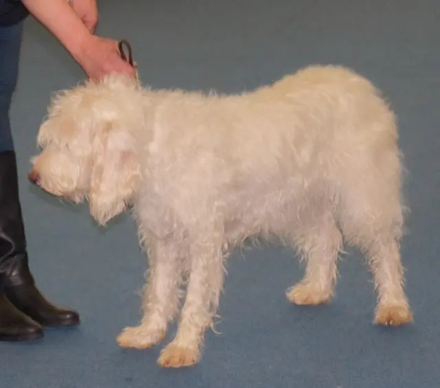 Chien courant d'Istrie à poil dur