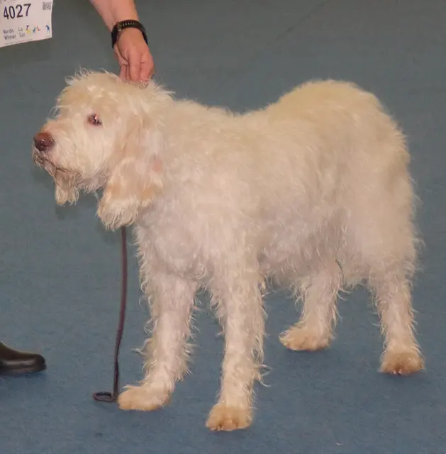 Chien courant d'Istrie à poil dur