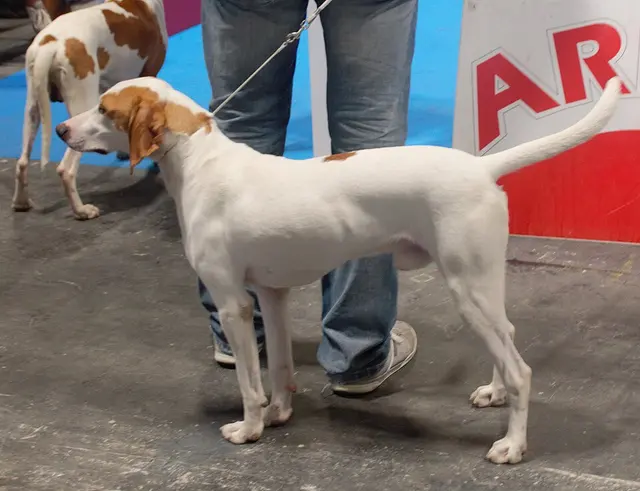 Chien courant d'Istrie à poil ras