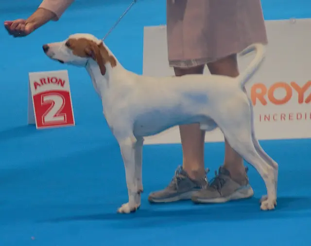 Chien courant d'Istrie à poil ras