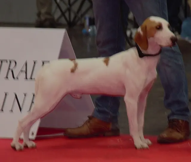 Chien courant d'Istrie à poil ras