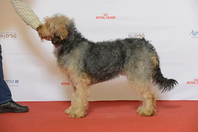 Chien courant de Bosnie à poil dur