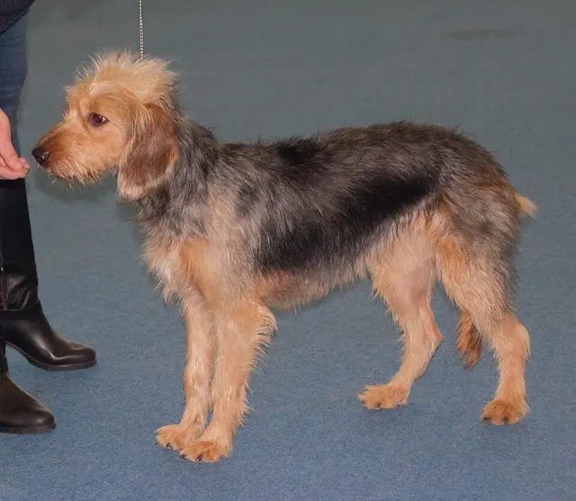 Chien courant de Bosnie à poil dur