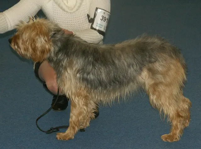 Chien courant de Bosnie à poil dur