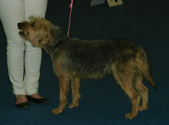 Chien courant de Bosnie à poil dur