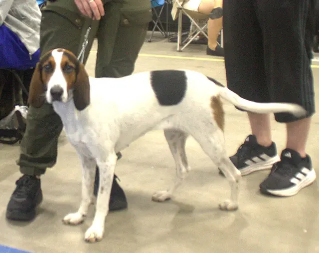 Chien courant de Halden