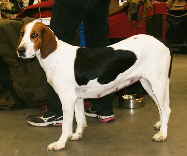 Chien courant de Halden