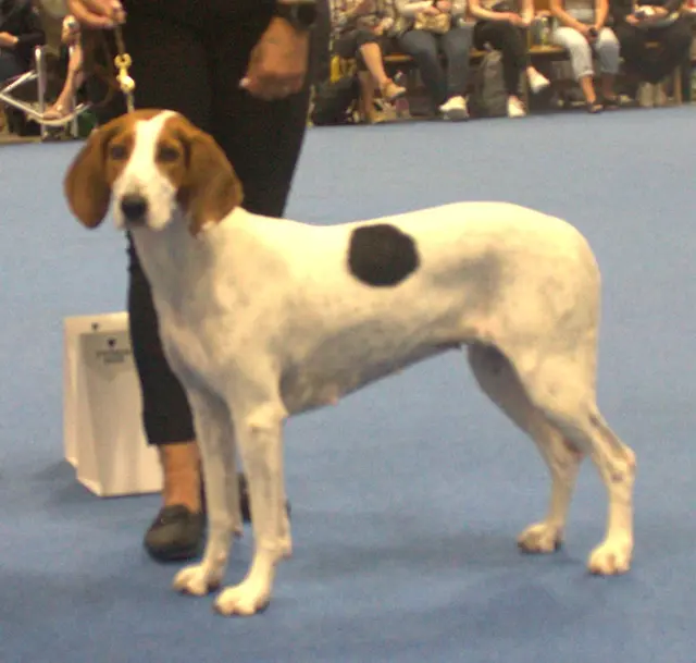 Chien courant de Halden