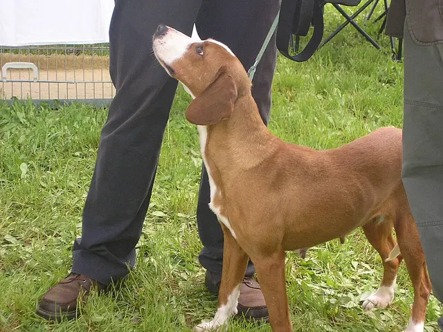 Chien courant de la vallée de la Save