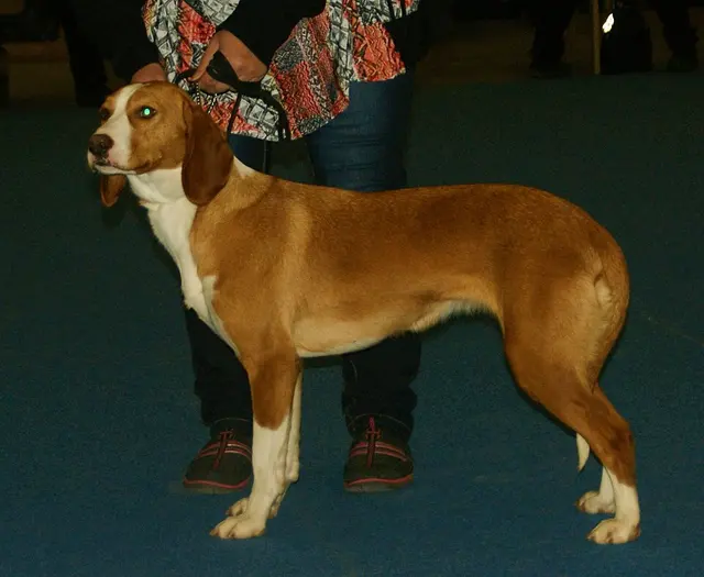 Chien courant de la vallée de la Save