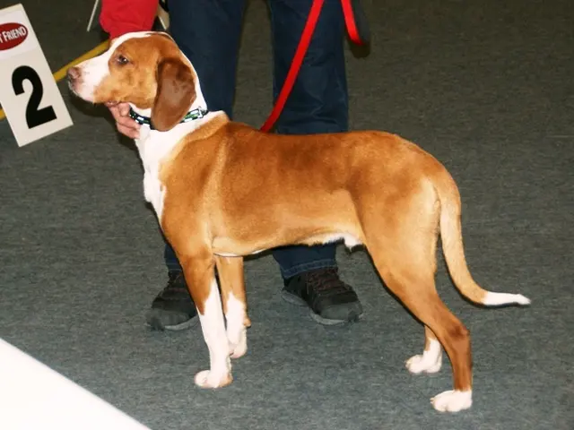 Chien courant de la vallée de la Save