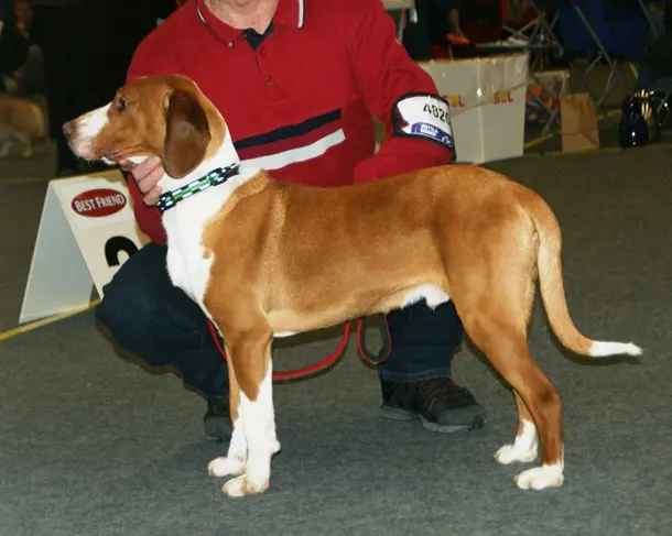 Chien courant de la vallée de la Save