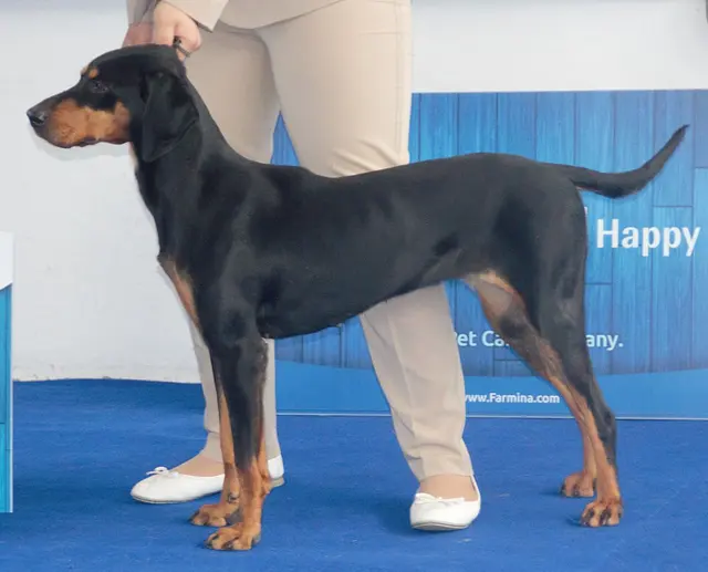Chien courant de montagne du Monténégro