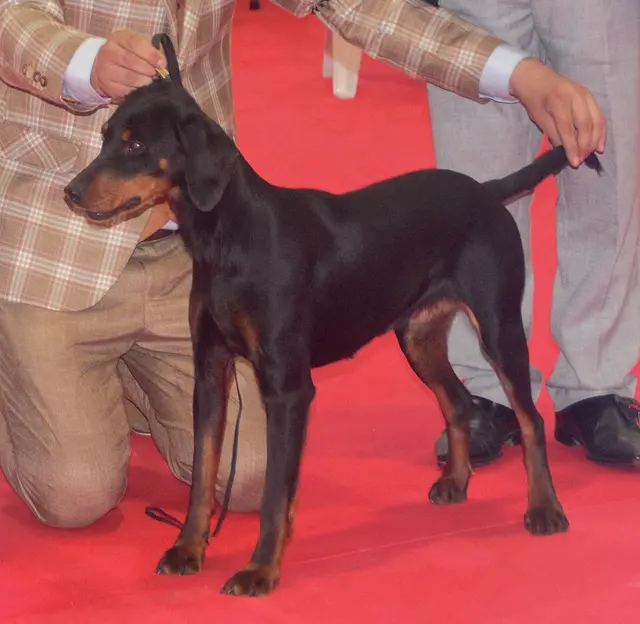Chien courant de montagne du Monténégro