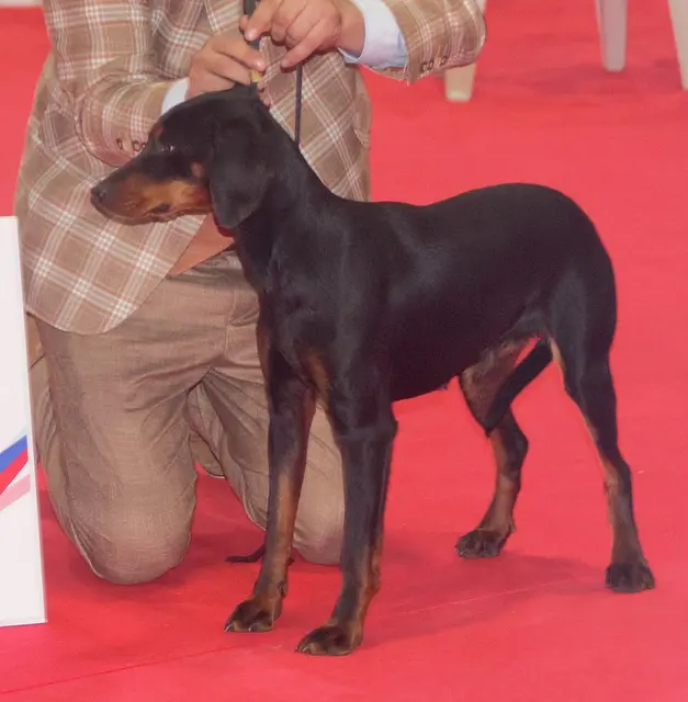 Chien courant de montagne du Monténégro