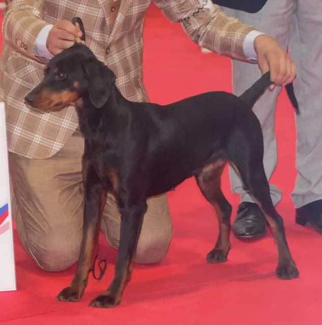 Chien courant de montagne du Monténégro