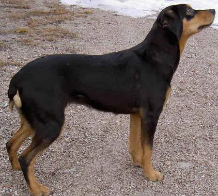 Chien courant du Småland