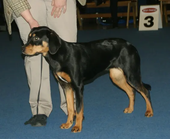 Chien courant du Småland