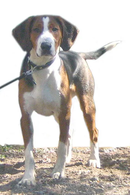 Chien courant finlandais