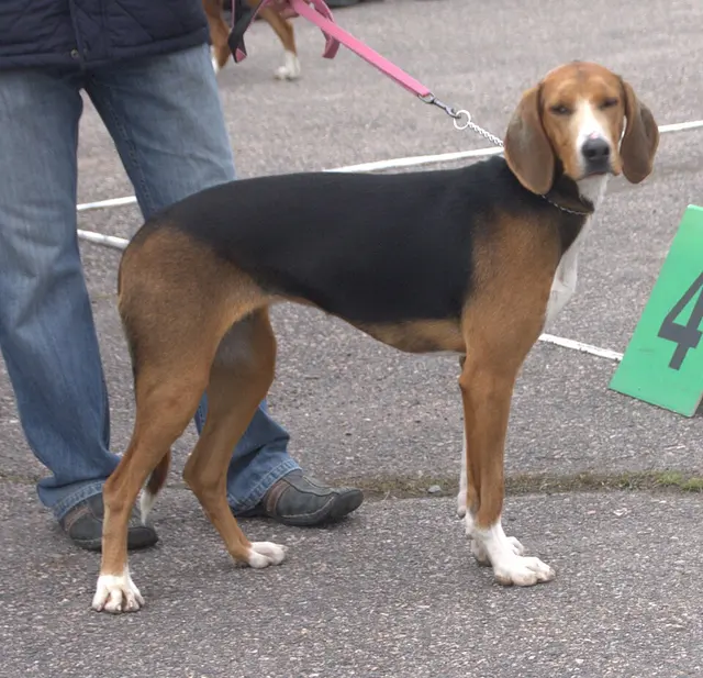Chien courant finlandais