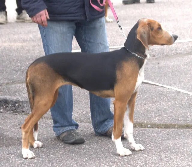Chien courant finlandais