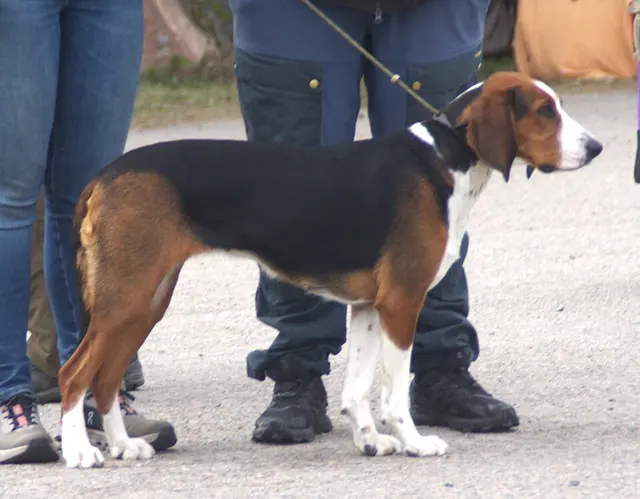 Chien courant finlandais