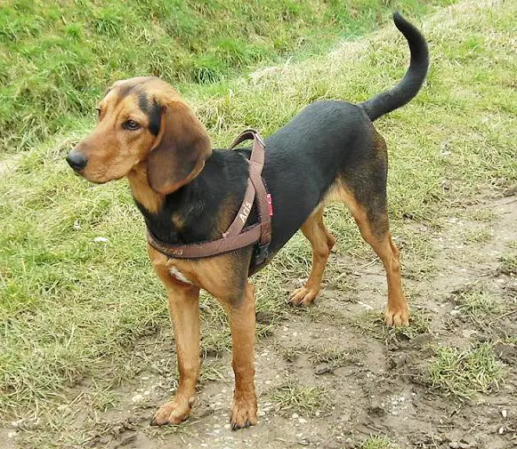 Chien courant grec