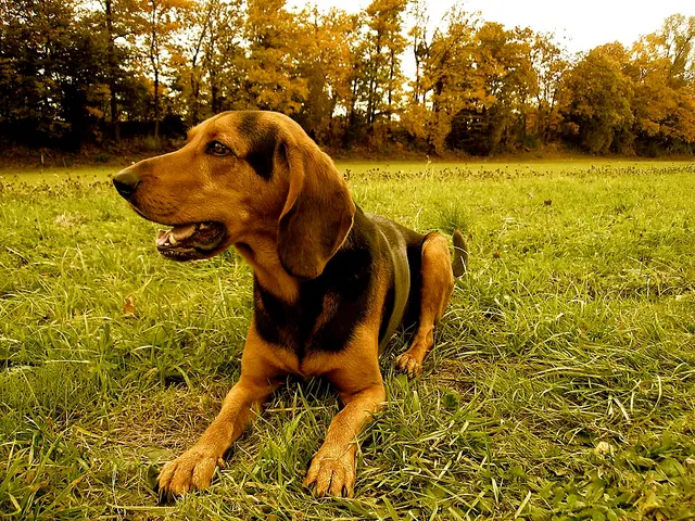Chien courant grec