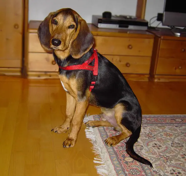 Chien courant grec