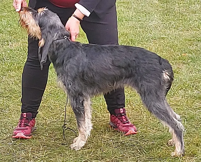 Chien courant italien à poil dur