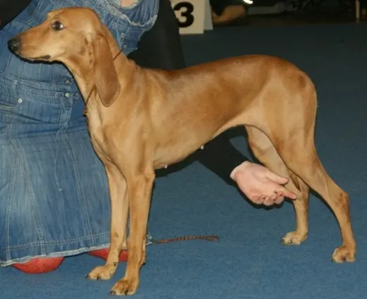Chien courant italien à poil dur