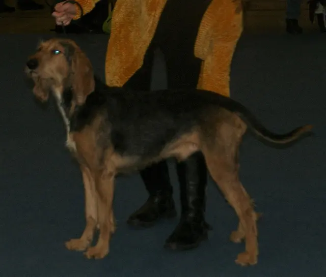 Chien courant italien à poil dur