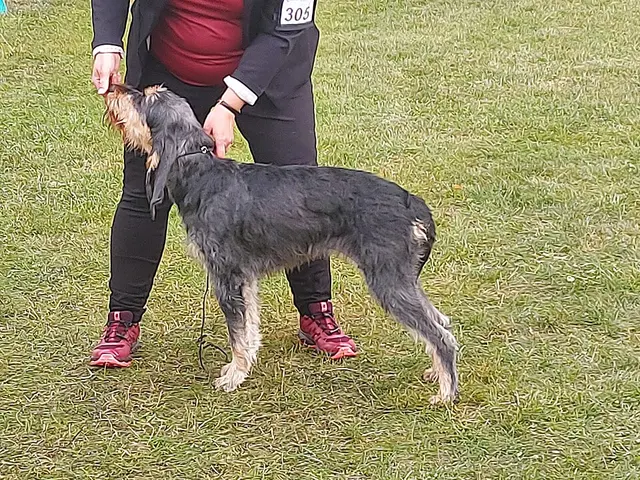 Chien courant italien à poil dur