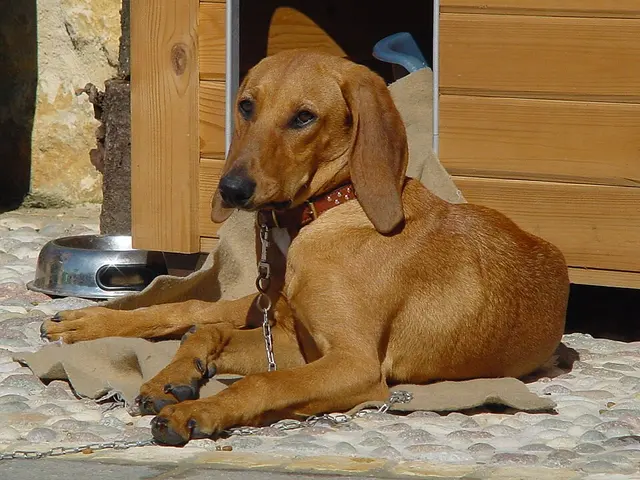 Chien courant italien à poil ras