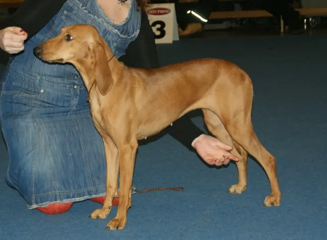 Chien courant italien à poil ras