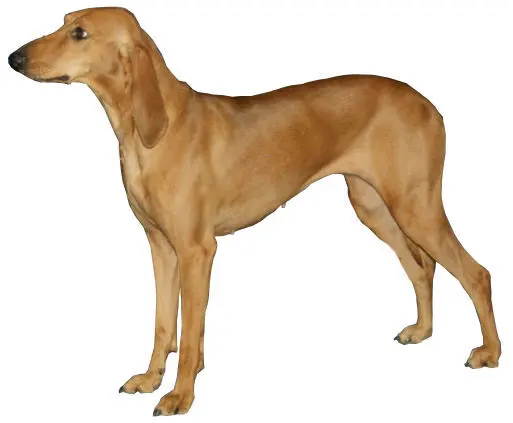 Chien courant italien à poil ras
