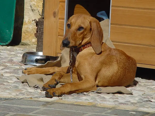 Chien courant italien