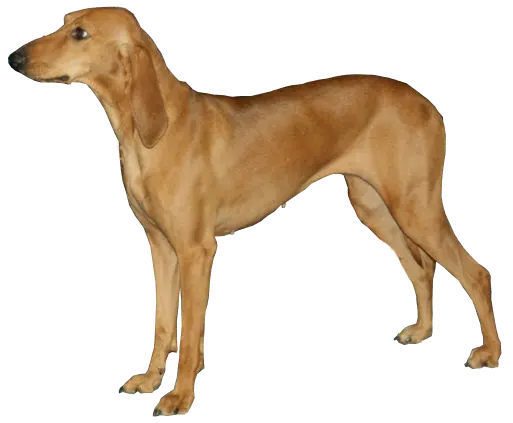 Chien courant italien