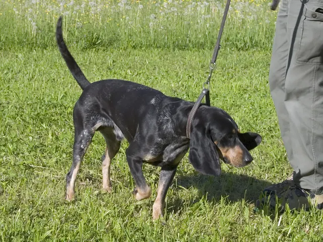 Chien courant lucernois
