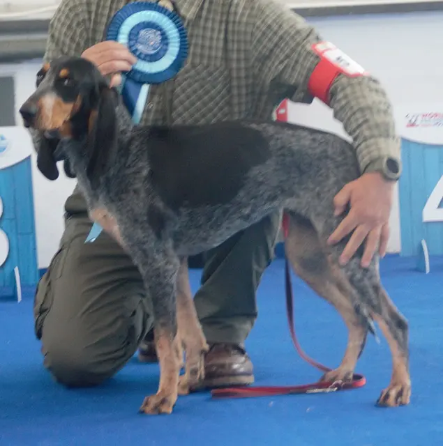 Chien courant lucernois