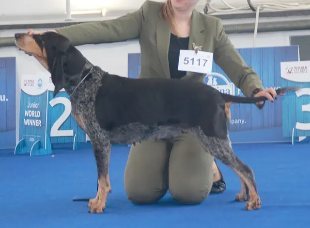 Chien courant lucernois