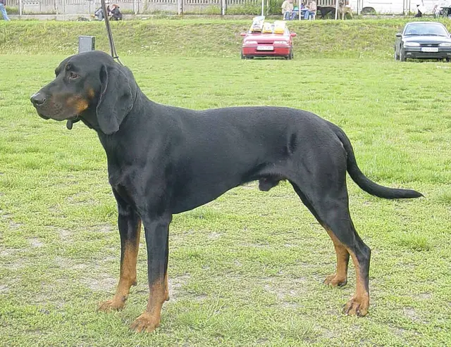 Chien courant polonais