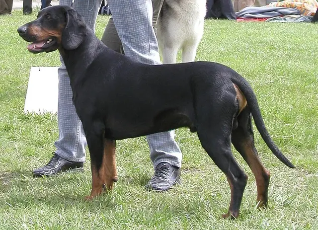 Chien courant polonais