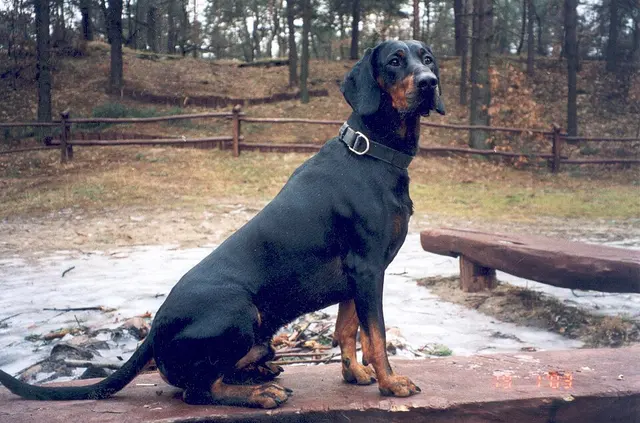 Chien courant polonais