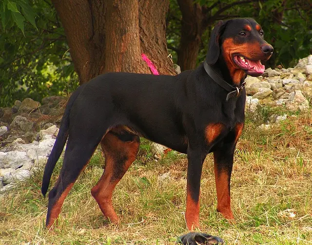 Chien courant polonais
