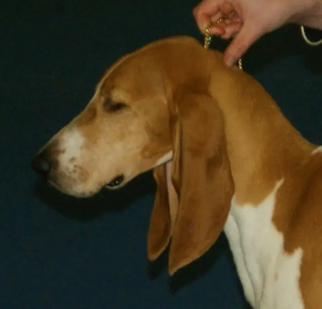 Chien courant schwytzois