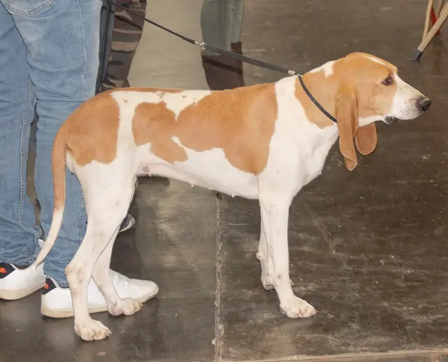 Chien courant schwytzois