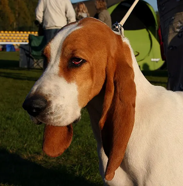 Chien courant schwytzois